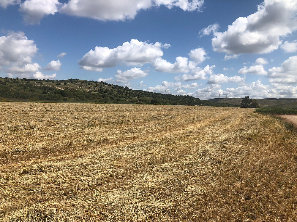 דרור שדב - כמיהה