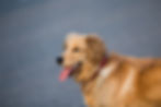 Sawyer (Dam)
