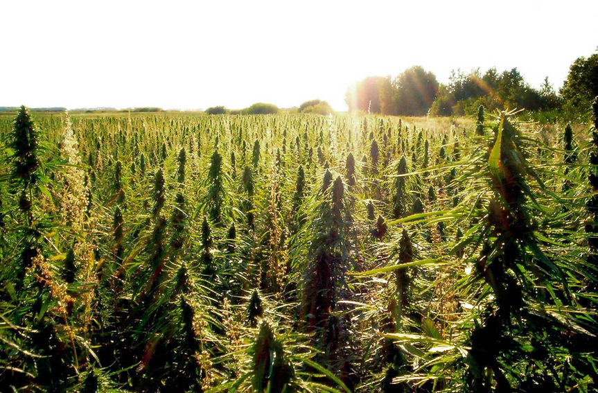 hemp.jpg