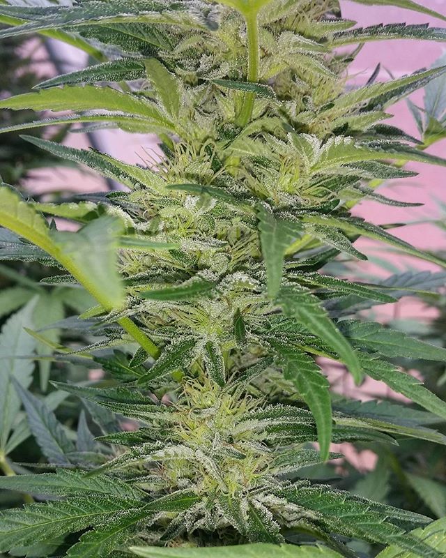 #falcon is throwing huge frosty spears in ghouse #fruitypebblesog x #solosstash (#hollywoodpurekush