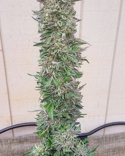 BIG up my bredren _ras_niya this #falcon is unreal! Go check #greenacorns for seeds #mosthighfarms a