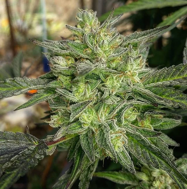#eldobreath 7 created by Jah (peanutbutt