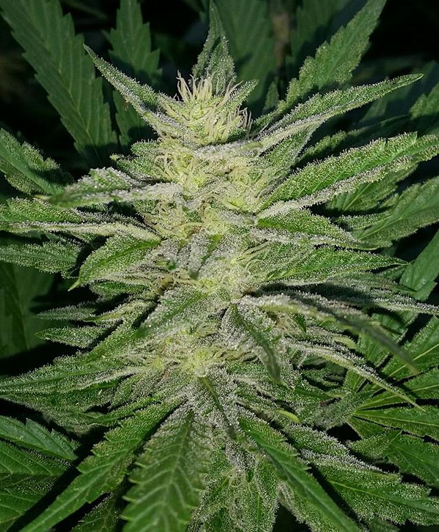 #gorillapiss bred by #privatebreederscollection _seedvaultofca1 #catpiss x #gorillaglue heavy resin