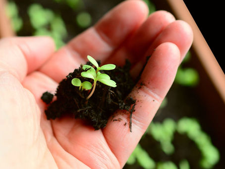 Orto: semina o trapianto? 