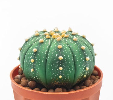 "Astrophytum" [Ø 7.5cm/h 11cm].