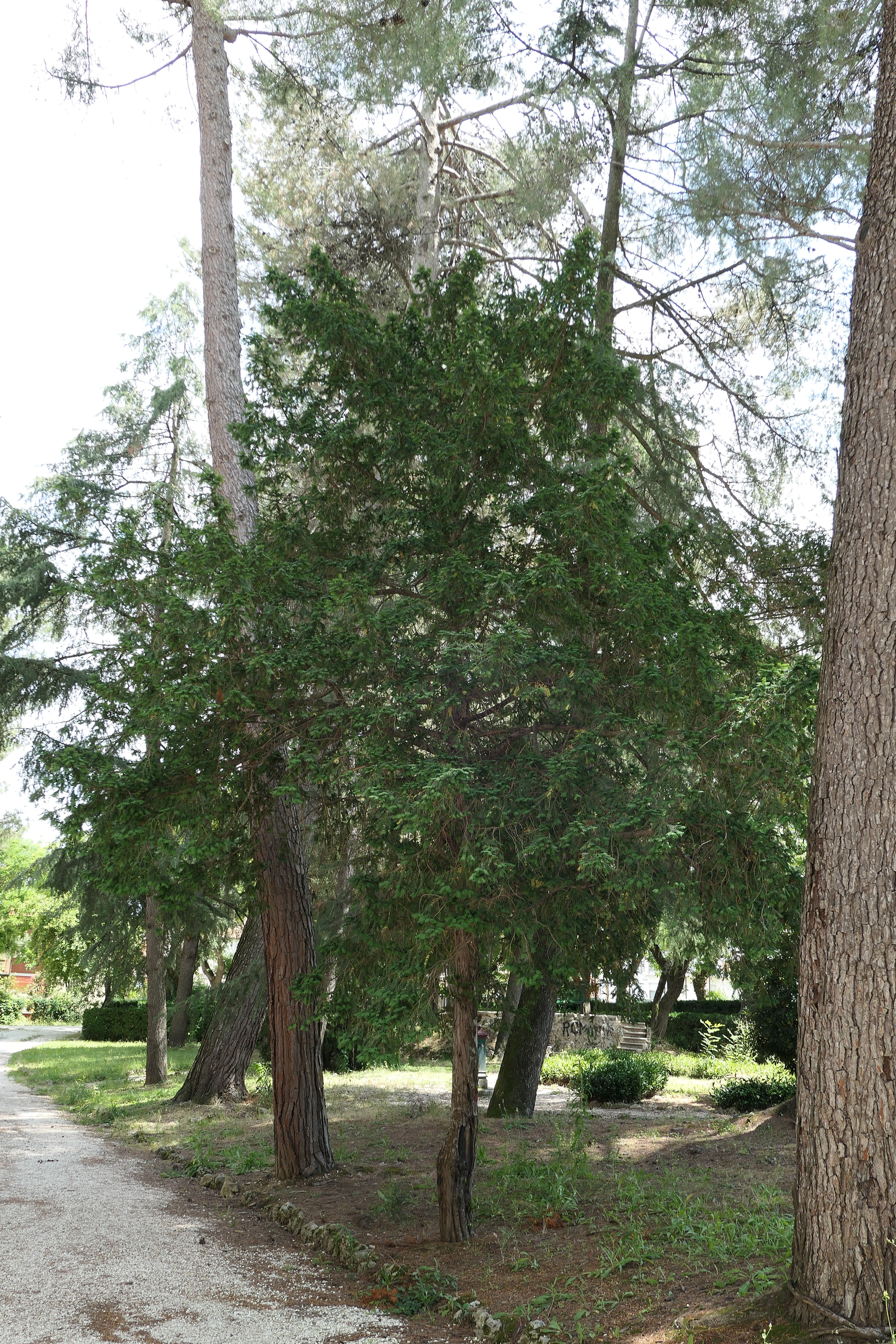 Taxus Baccata (Tasso)