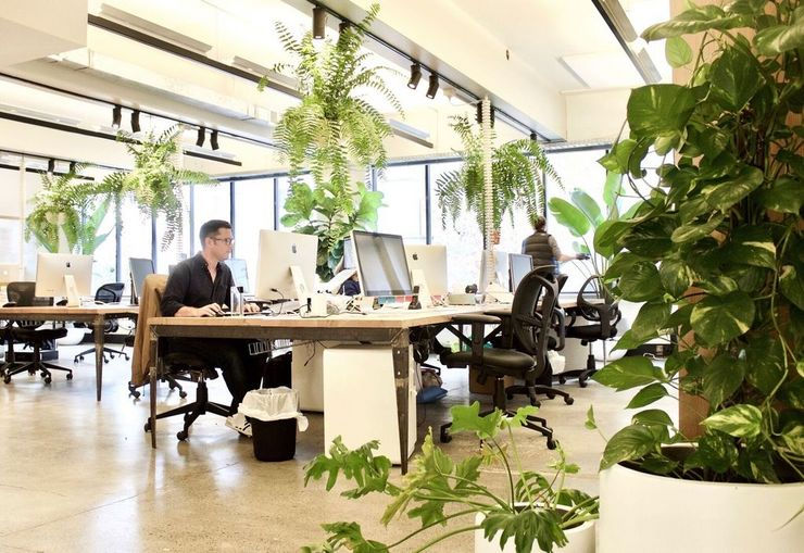 Con le Piante in ufficio si lavora meglio, si rende di più e aumenta la concentrazione.