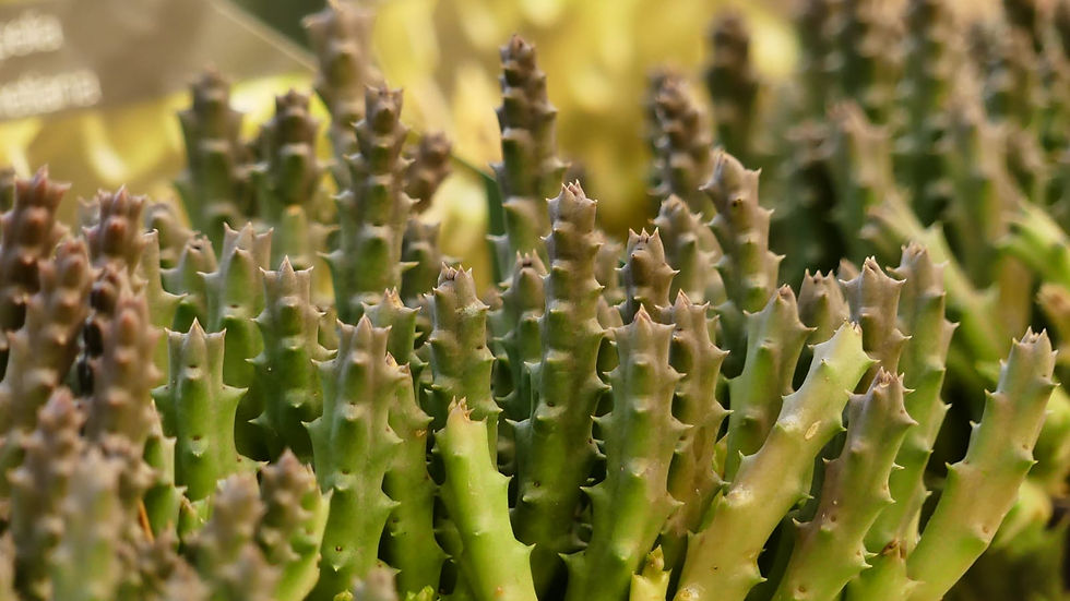 WhatsApp Image 2026-03-21 at 08.26.17