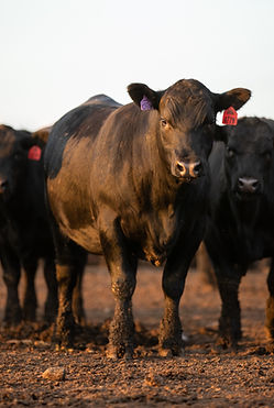 2021_ShawFeedyard_KS_MB-PH-7099_edited.jpg