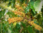 Miniatura: Finca Miravalle