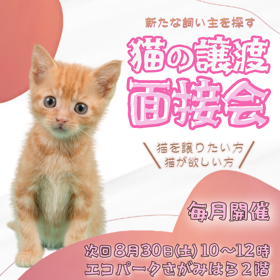 猫の譲渡面接会