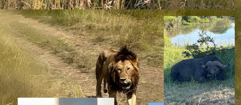 Faut-il être au sommet de la chaîne alimentaire pour être charismatique ?