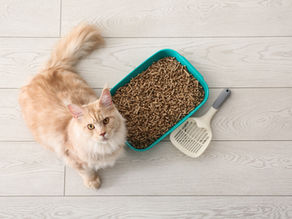 A Cosy Tale of Cat Litter Box Care