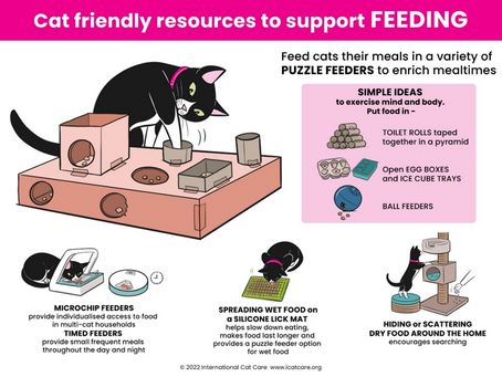 Puzzle feeding that doesn't cost the earth