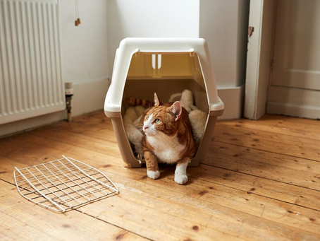 Cat carrier training
