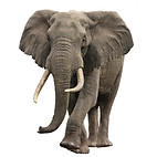 Threatening elephant