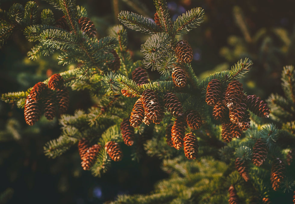 pexels-tetyana-kovyrina-1021303_edited.jpg