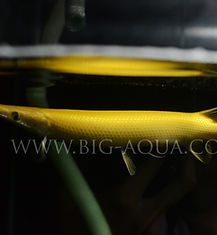 Hypomelanistic Florida Gar