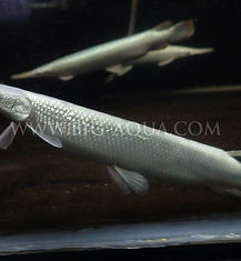 Platinum Florida Gar