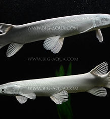 Platinum Alligator Gar