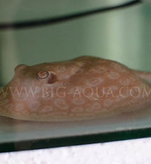 Albino Pearl Ray