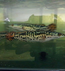 Golden Snakehead