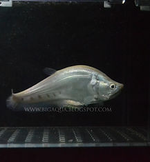 Platinum Knifefish
