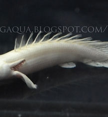 Platinum Endlicheri