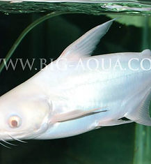 Albino Pangasius Launardii