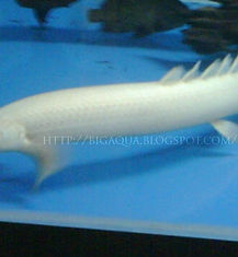 Platinum Senegalus
