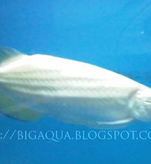 Platinum Arowana