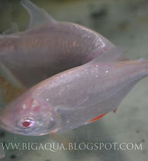 Albino Pacu
