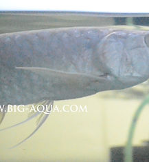 Snow Silver Arowana