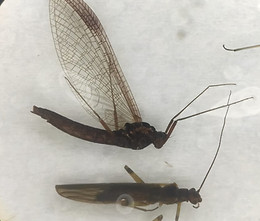 Species of The Secret of Pilén