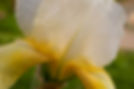 yellow_iris_V2A9631_2000.jpg