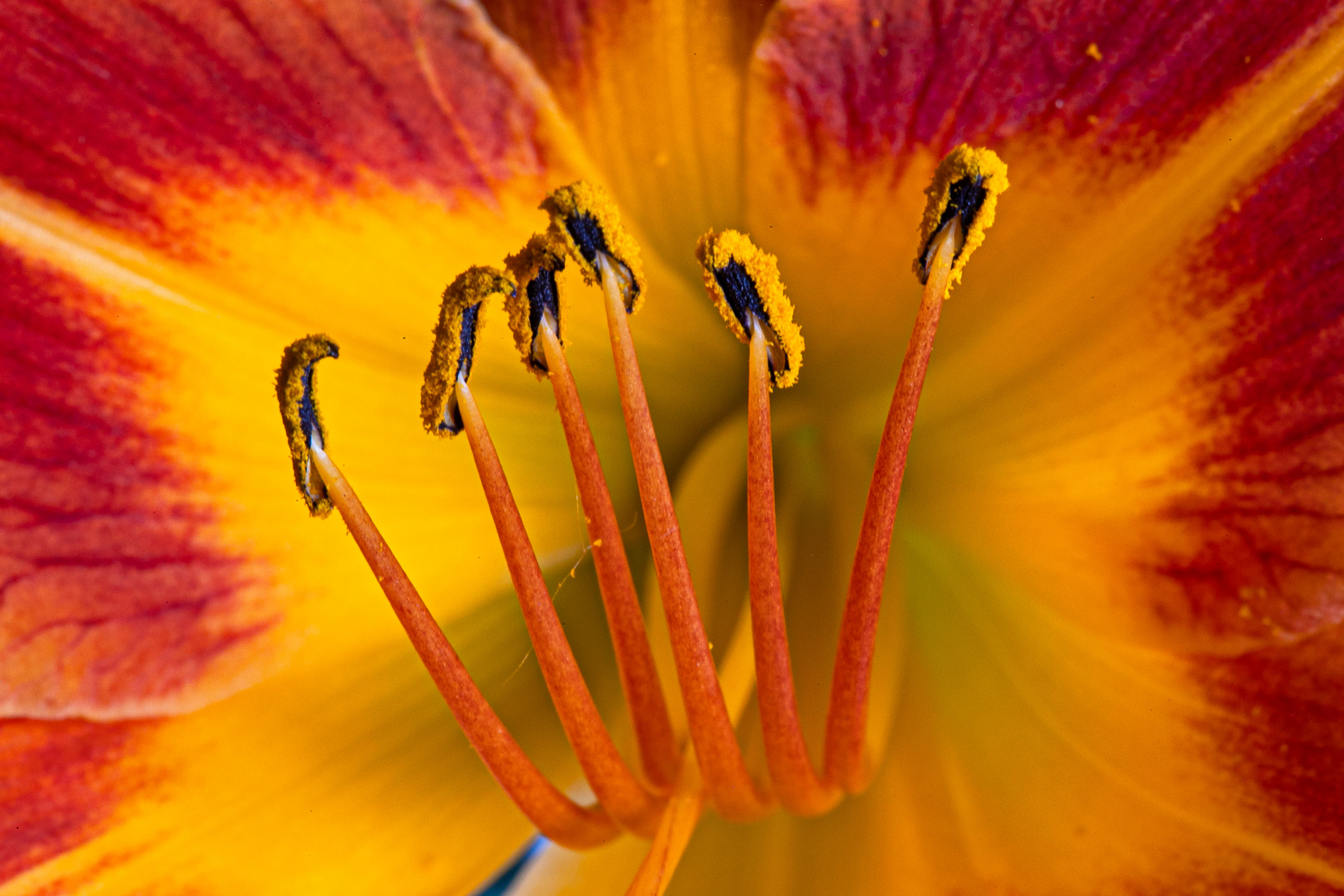 Digital Image | Nectar | Organic Usage Rights