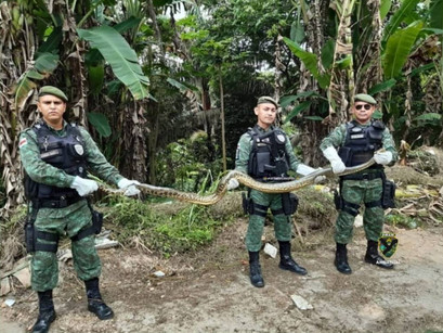 Polícia Ambiental resgata cobra em via pública de Manaus
