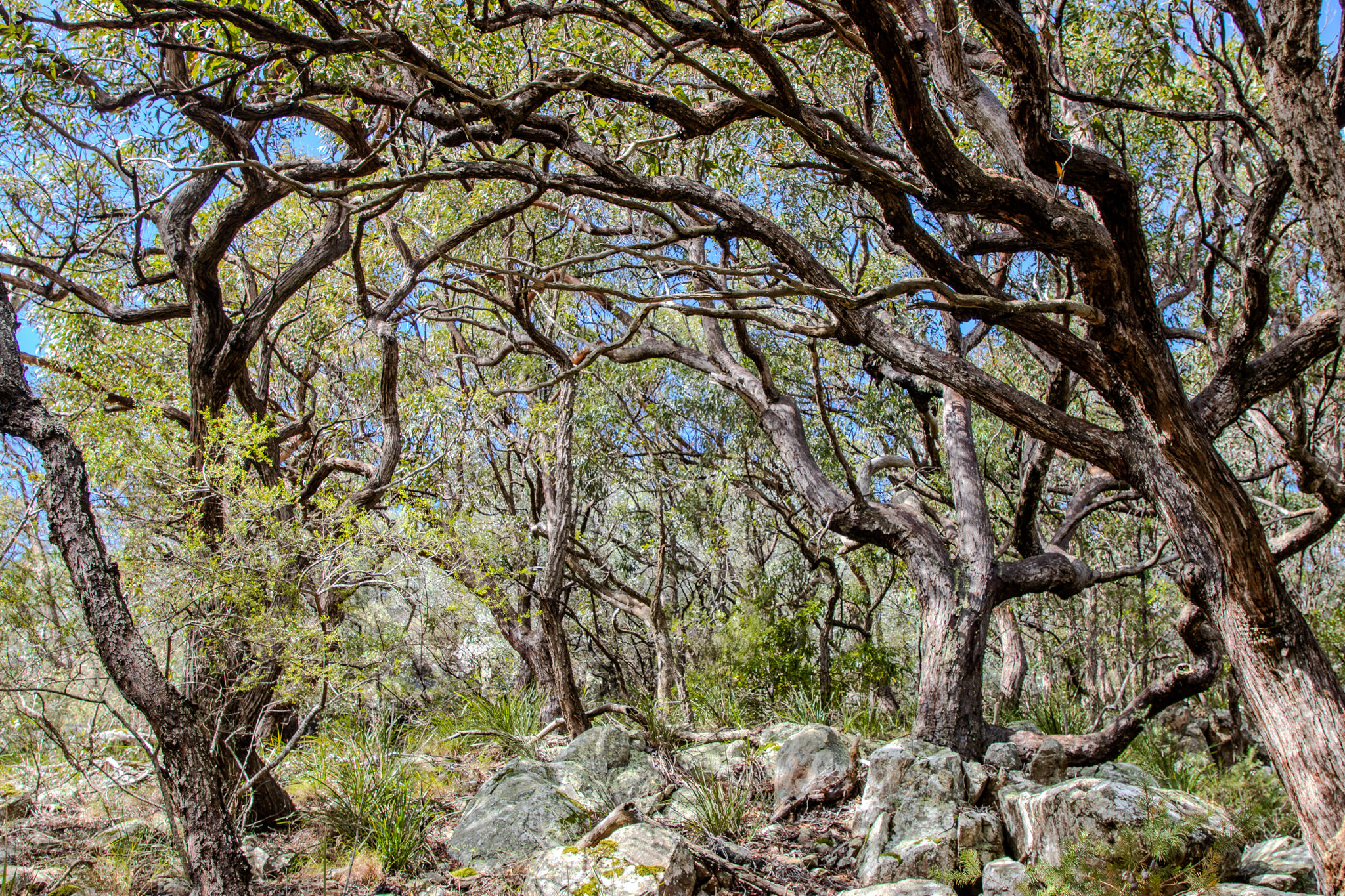 Tree Horizontal