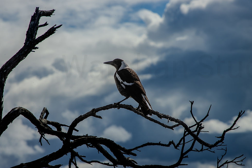 Magpie Dead Tree