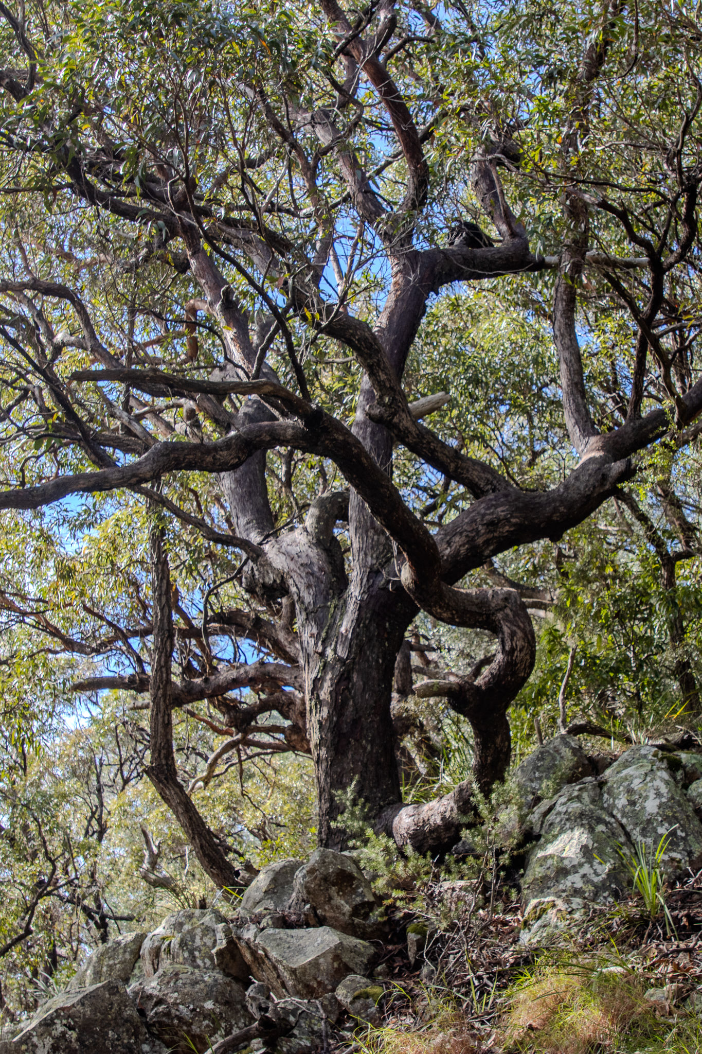 Tree Vertical