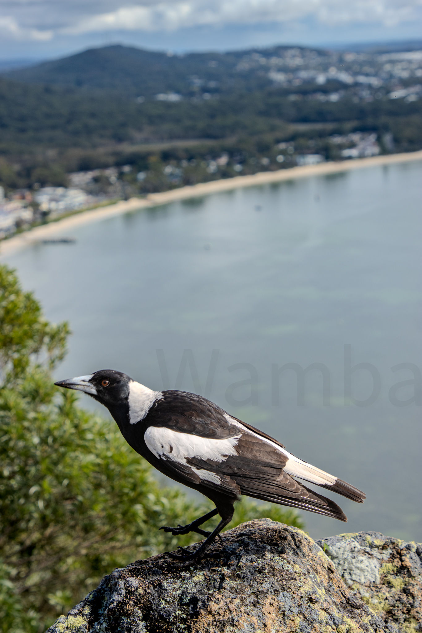 Magpie Rock Vertical