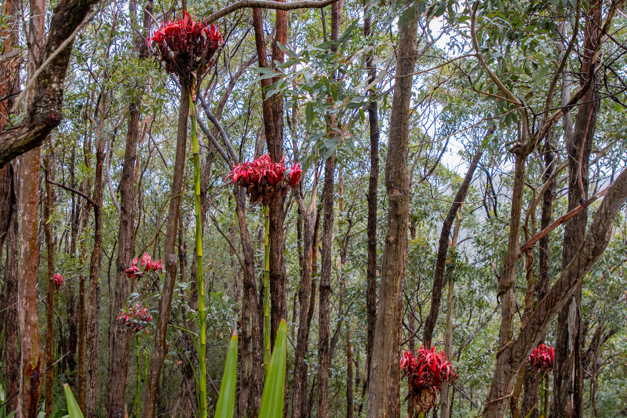 Gymea Lily Trees