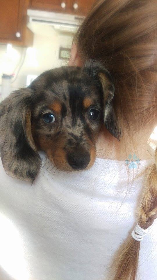 shih tzu topknot short hair