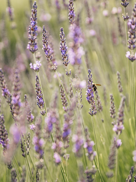 Anker_Lavender-Farm_by-Camlyn-Anderson-Full-Circle-Photo_1604.jpg