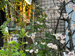 歓送迎会ご予約承ってます!