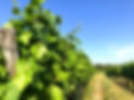 IMG_4395 photoshop.jpg