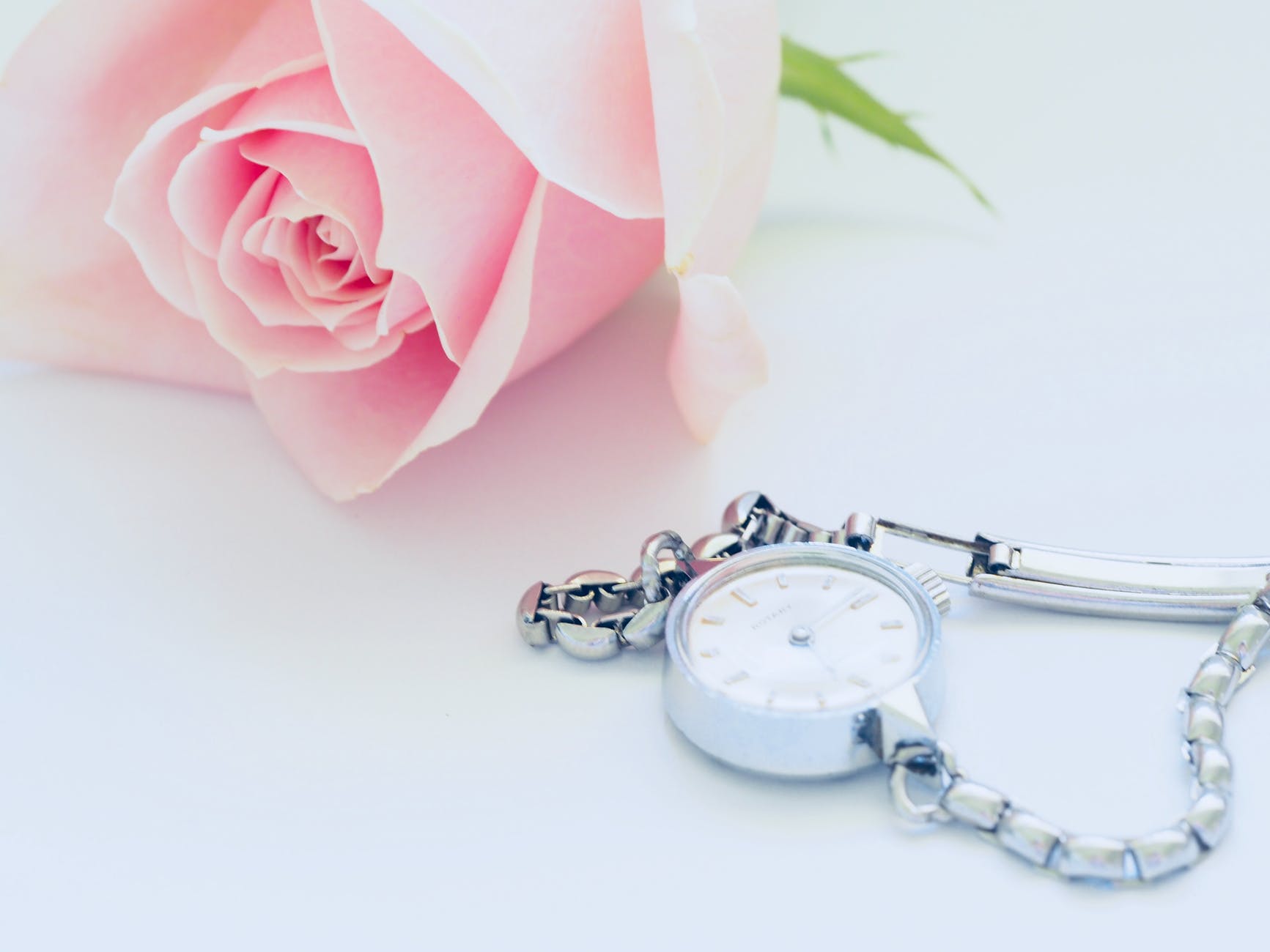 pink rose near watch
