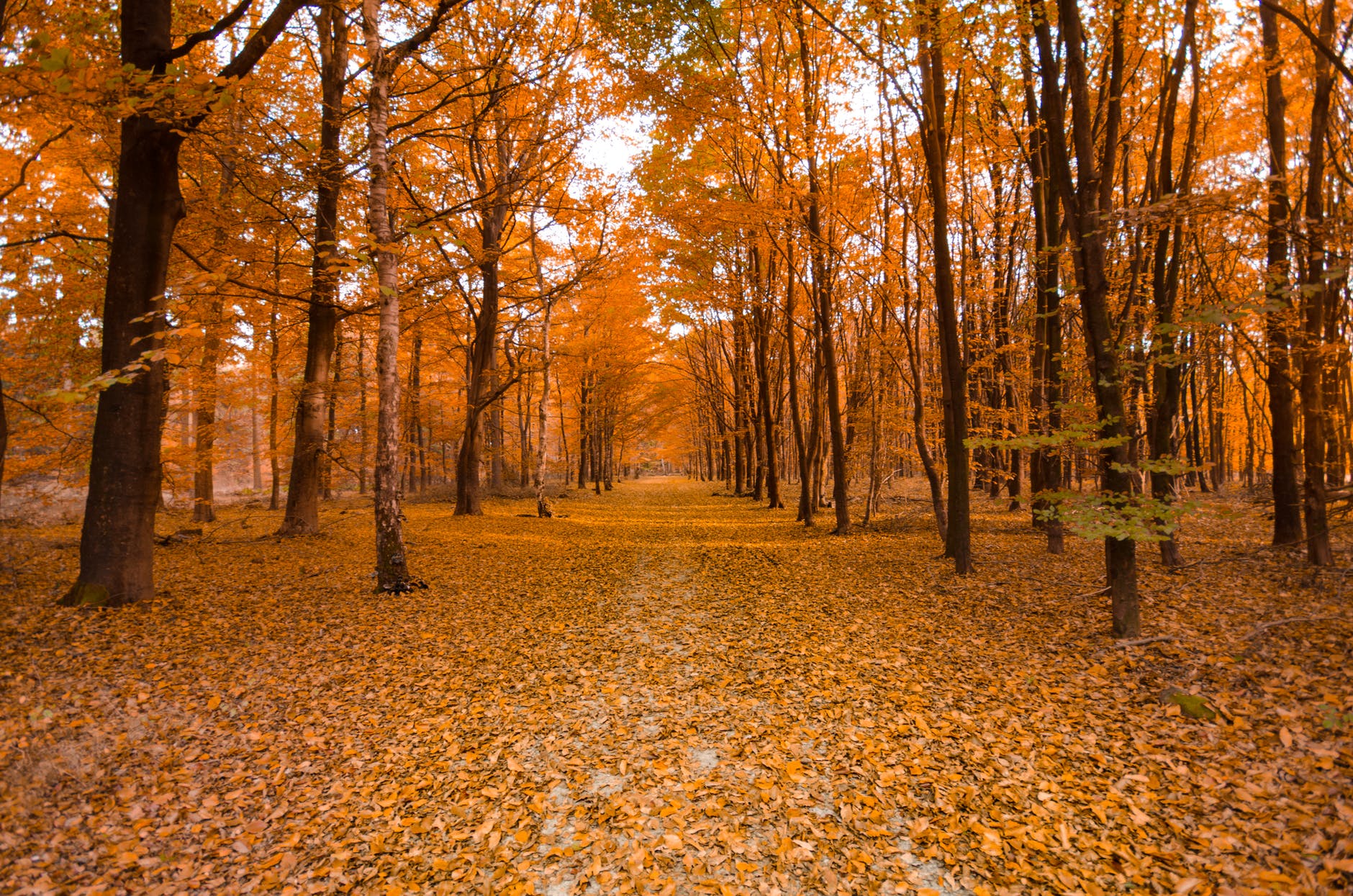 trees during fall