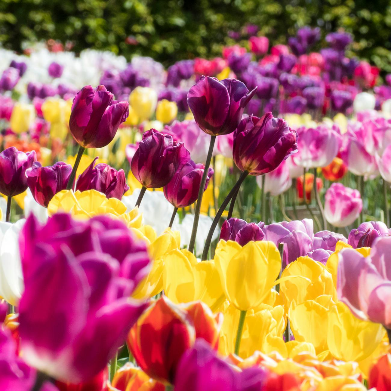 Photo by Jos van Ouwerkerk on Pexels.com