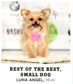 Luna Best of Best Small Dog 2017 cropped